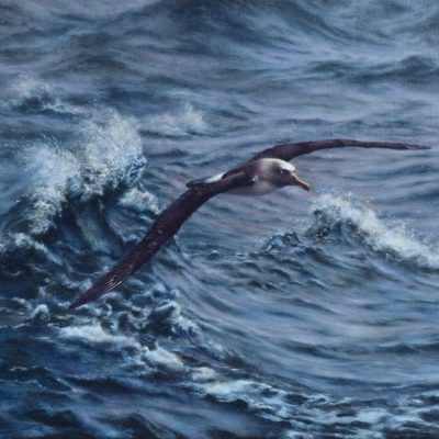 Albatross-painting-2mb-1