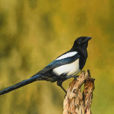 Bevallige-ekster-40-x-60-cm-2024-2-scaled