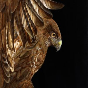 Buizerd-kopie-1