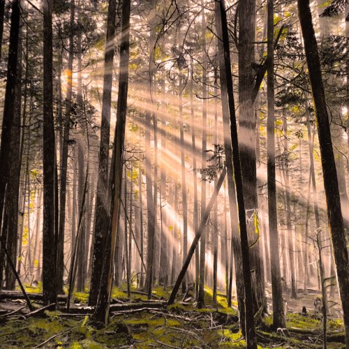 Hidden-Grove