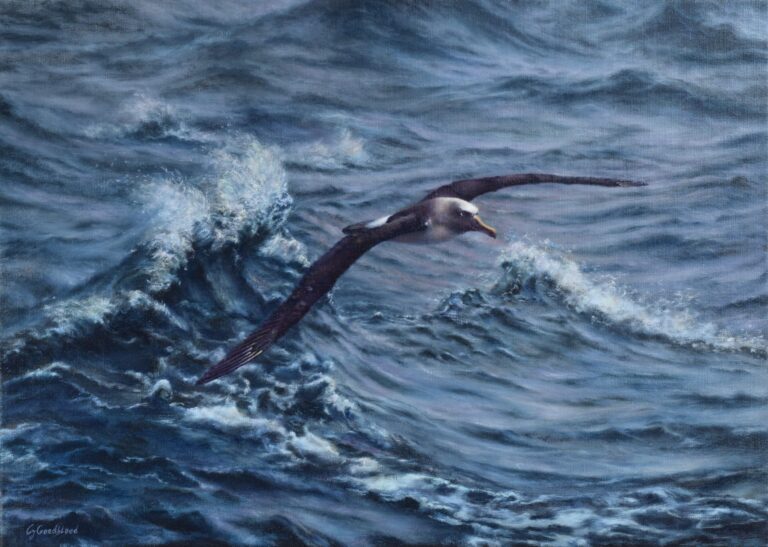 Albatross-painting-2mb-1