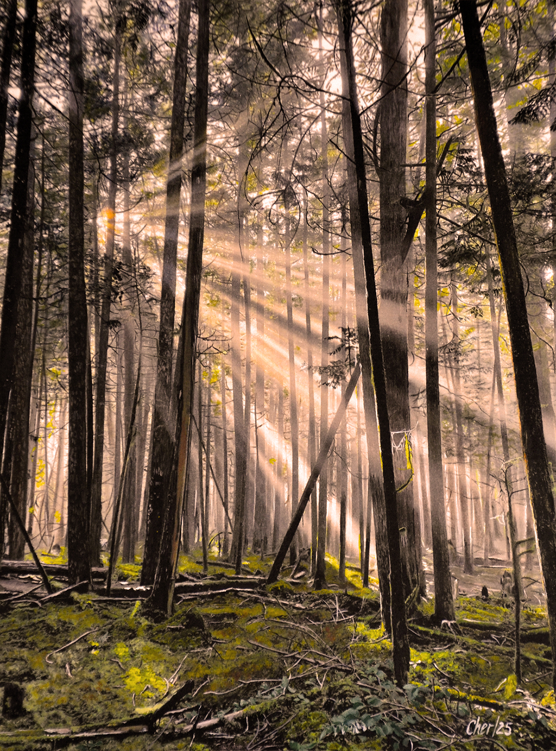 Hidden-Grove